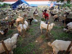 Mentan SYL : Stok Hewan Kurban di Sulsel Aman Jelang Hari Raya Idul Adha 2023