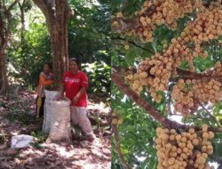 Harga Duku Komering Hancur, Cuma Rp 3 Ribu per Kilogram