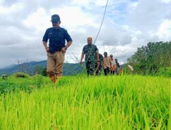 Dandim 0417/Kerinci Tinjau Pembibitan Padi di Desa Tanjung Bunga, Dorong Petani Tingkatkan Produksi