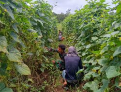 Mendukung Program Ketahanan Pangan di Perbatasan, Satgas Yonif 144/JY Pendampingan Pertanian