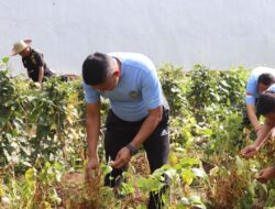 Lapas Narkotika Karang Intan Budidayakan Kedelai Dukung Program Ketahanan Pangan Nasional