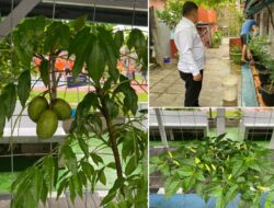 Kalapas Lapas Banjarmasin Tinjau Kebun Mini Blok F