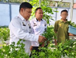 Lapas Banjarmasin Panen 250 Pot Seledri Hidroponik Hasil Pembinaan WBP