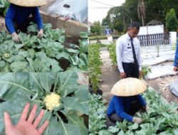 Kembang Kol Tumbuh Subur di Lapas Kelas IIA Banjarmasin, Wujud Kemandirian WBP