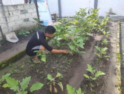 Pembinaan Bidang Pertanian di Lapas Kelas IIA Banjarmasin Tanamkan Nilai Kerja dan Kemandirian