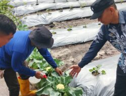 Lapas Kelas IIA Banjarmasin Wujudkan Ketahanan Pangan Melalui Program Berkebun Sayuran