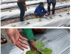 Program Pertanian WBP Lapas Kelas IIA Banjarmasin Fokus Pada Pengembangan Komoditas Terong