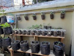 Dari Botol Bekas Menjadi Kebun Harapan, Urban Farming Tumbuh Subur di Jantung Kota Makassar