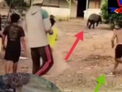 Dugaan Hewan Satwa Langkah Sumatera Jadi Korban Mutilasi Di Kabupaten Mesuji
