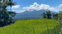 Pesona Pesawahan Cimaherang Kabandungan Menjadi Hidden Gem Warga Lokal